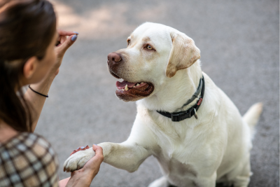 Yellow lab learning the "shake" command, Paw in Owner's hand as she holds her other thumb and forefinger together.