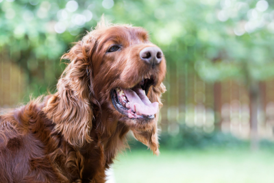 A Chocolate retriever with his mouth open, as if he's panting or mid bark.  He looks like he's smiling.