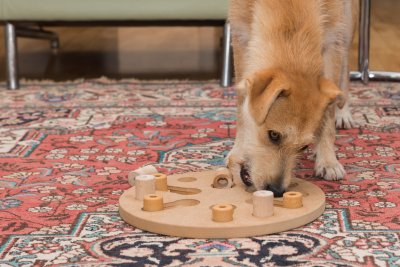 Golden Terrier Mix chewing on the knob of a wooden enrichment toy. 