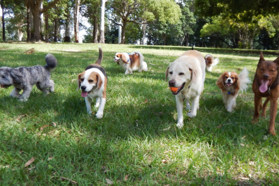 Pack of dogs frolicking off leash in a grassy field.  One dog proudly holds a bright orange ball in his mouth.