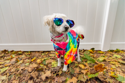 Small white dog wearing blue aviators, a bandana, and tie dye t-shirt.  