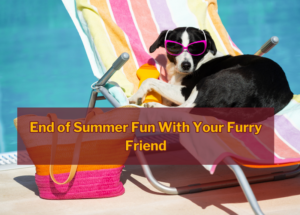 End of Summer Fun with Your Furry Friend