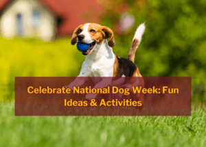 Celebrate National Dog Week: Fun Ideas & Activities