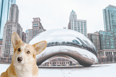 corgi and the chicago bean in millenial park