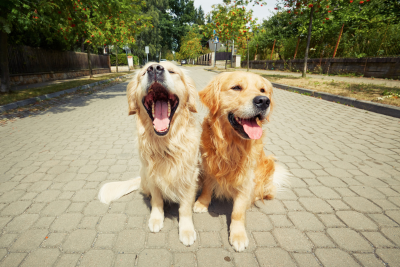 Two Golden Retrievers sit in the middle of an empty walking path in a park.  It's a sunny day, the dog on the left has a paler coat, and is yawning.  The golden on the right gazes off into the distance, tongue out, and bears a coat of a more amber color.