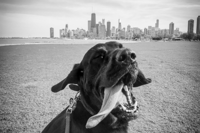 Black and white photo of a black lab with its long tongue out, eyes closed, and ears flopping. The dog is in Lincoln Park, with Lake Michigan and the Chicago Skyline in the distant background.  