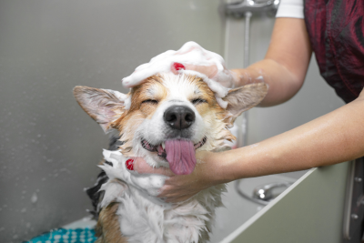 Corgi getting bathed, sits in a dog washing station, tan and white fur wet with sudsy water.  A dog groomer's soapy hands (tipped with red polished nails) cup the pups chin and crown of head.  The corgi has closed eyes and a stuck out tongue.