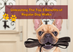 Unleashing The Top 3 Benefits of Regular Dog Walks