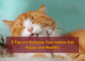 5 Tips for Keeping Your Indoor Cat Happy and Healthy