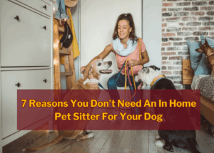 7 Reasons You Don’t Need An In Home Pet Sitter For Your Dog