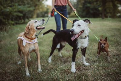 Three dogs in a forest clearing, their leashes held by a white person whose head is cut off. from left to right, we see an aging yellow lab mix, tawny with grey whiskers on muzzle, a black and white pitbull, and a golden brown chihuahua.