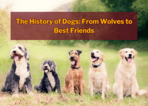 The History of Dogs: From Wolves to Best Friends