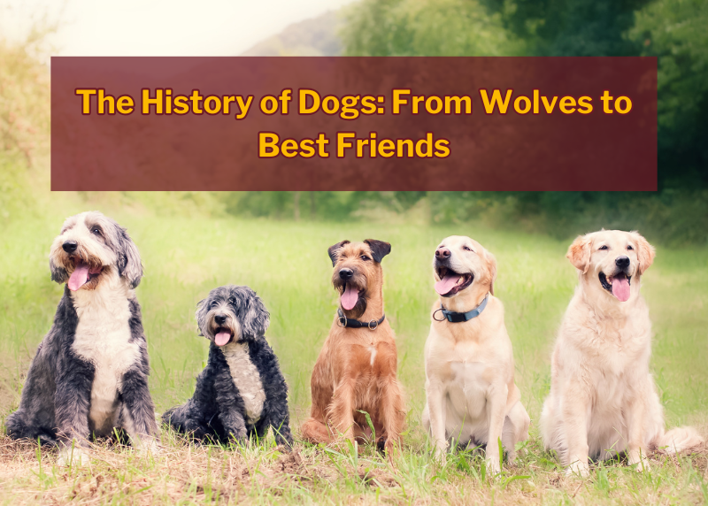5 dogs lined up with title text above