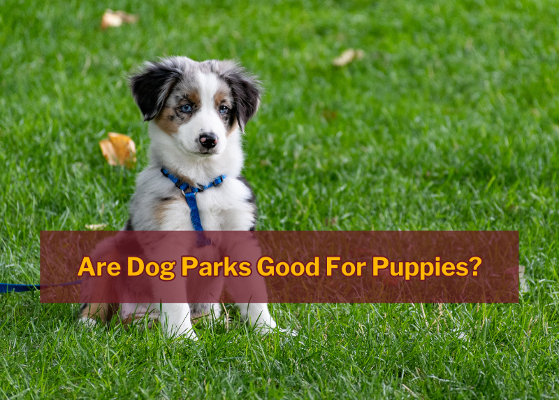 puppy sitting in grass with blog title text overlapping