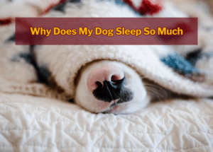 Why Does My Dog Sleep So Much
