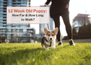corgi walking in park with owner, highrise apartments seen in background