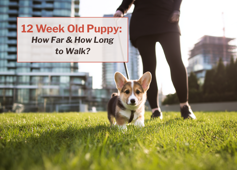 corgi walking in park with owner, highrise apartments seen in background