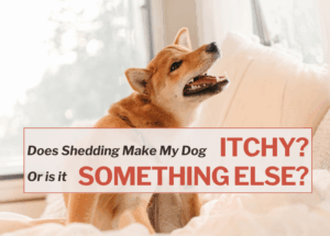 Does Shedding Make My Dog Itchy, Or Is It Something Else?