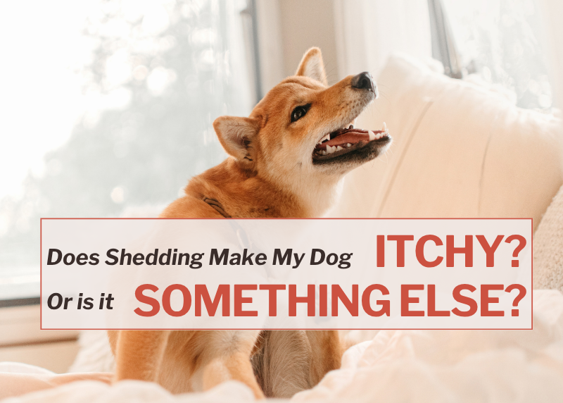 Shiba Inu dog on bed with overlay text about shedding and itching. "Does Shedding Make My Dog ITCHY? Or is it SOMETHING ELSE?"