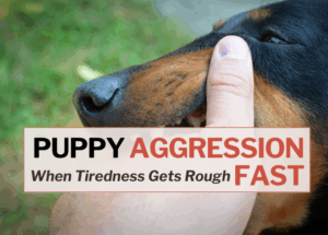 Puppy Aggression: When Tiredness Gets Rough Fast