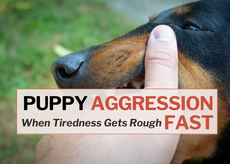 Close-up of a hand holding a dog's snout with text about puppy aggression