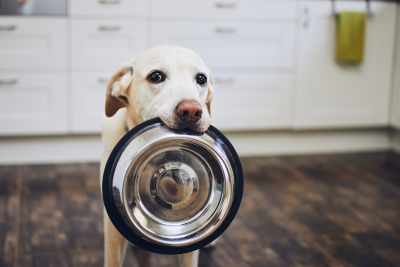 white lab standing in a kitchen holding his empty food bowl