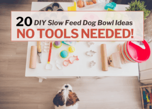20 DIY Slow Feed Dog Bowl Ideas (No Tools Needed!)