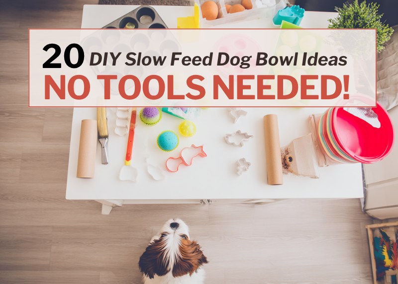A table with crafting items and a small dog looking up.text says 20 DIY Slow Feed Dog Bowl Ideas NO TOOLS NEEDED!