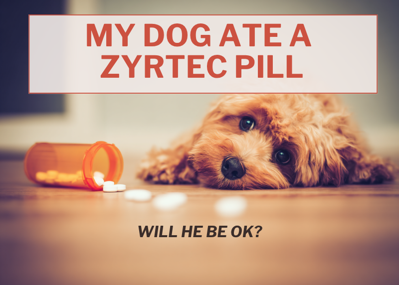 A small dog on a wooden floor with spilled pills from an open bottle nearby. Text reads, "My dog ate a Zyrtec pill. Will he be OK?"