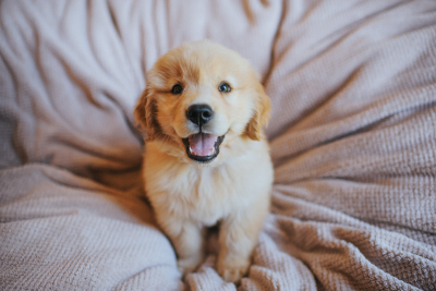 Golden retriever puppy sitting on a soft, light-colored blanket, looking at the camera.