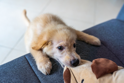 A light-colored puppy playing with a plush dog toy on a dark gray sofa.