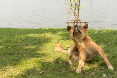 A brown dog scratching itself on a grassy area by a body of water.