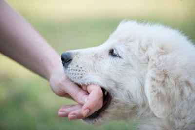 A white dog gently mouthing a person's hand outdoors.