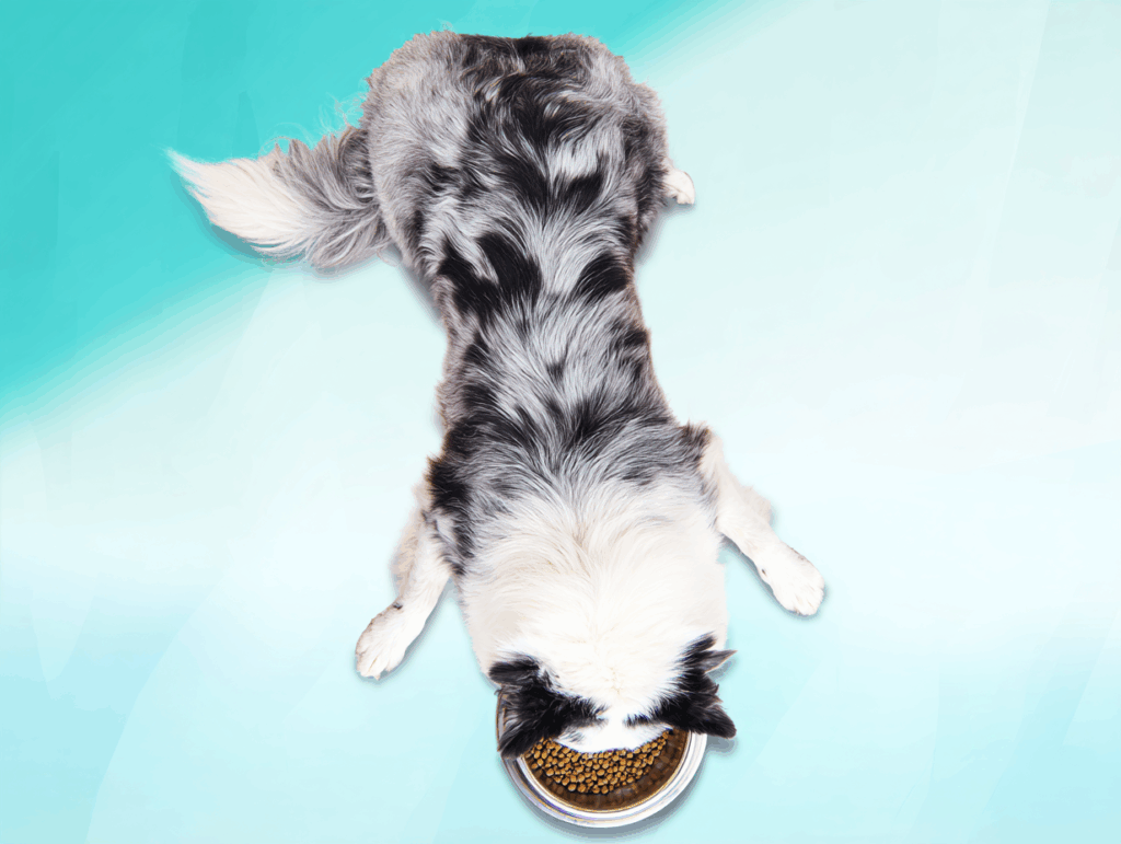 Top-down view of a black and white dog eating from a bowl.