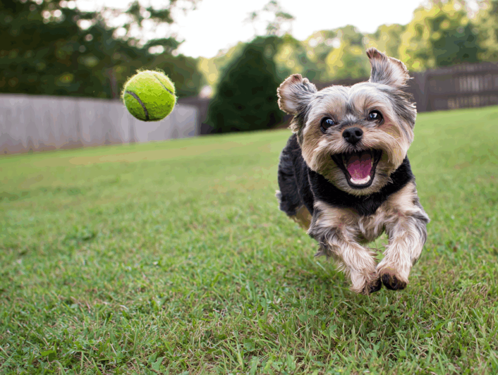 photograph of happy yorkie running after a tennis ball in a backyard on a summer day