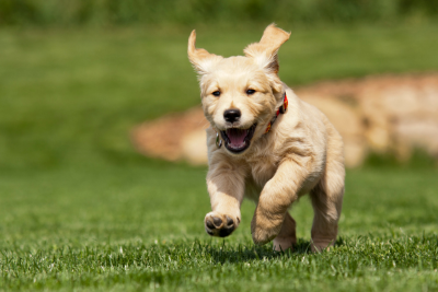 Golden retriever puppy running on grass with ears flapping.