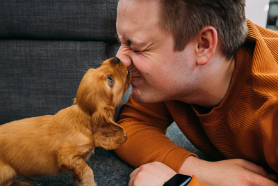 A person playfully nose-to-nose with a golden-brown puppy on a sofa.