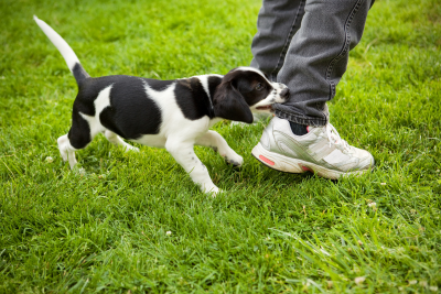A black and white puppy playfully bites the ankle of a person in jeans and gray sneakers on a green lawn.