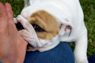 A bulldog resting its head on a person's denim-covered knee, with its nose touching the person's hand.