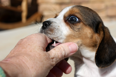 Small puppy gently biting a person's hand.