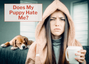 Does My Puppy Hate Me – Or Am I Misreading Their Signs