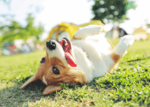 corgi rolling in grass feeling happy and healthy