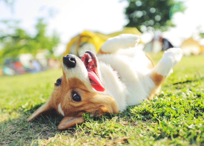 corgi rolling in grass feeling happy and healthy