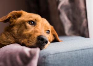 dog leaning head on couch looking bored.