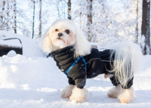 Small white dog wearing a dark winter coat in the snow.