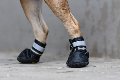 A dog wearing black protective boots on its front paws.