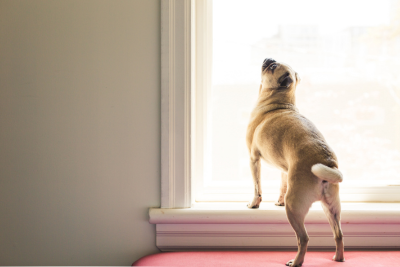 A small tan dog looking out of a window.