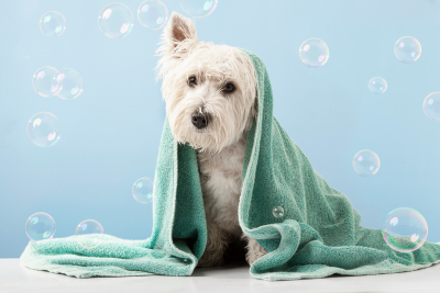 White terrier wrapped in a green towel after a wash.